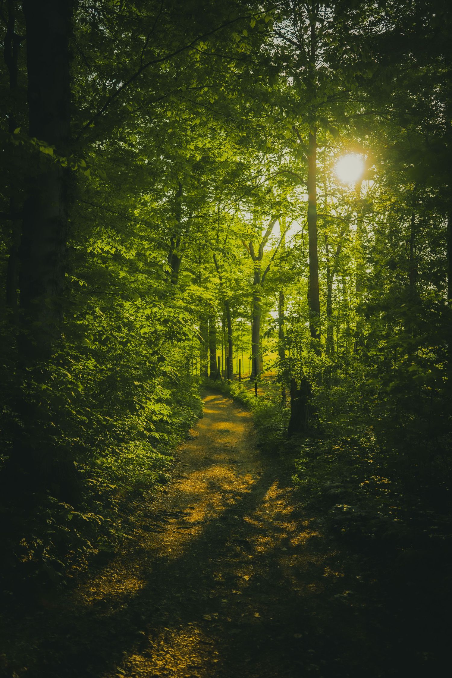 Sunlit forest path winding through lush green trees with golden sunlight filtering through the canopy.