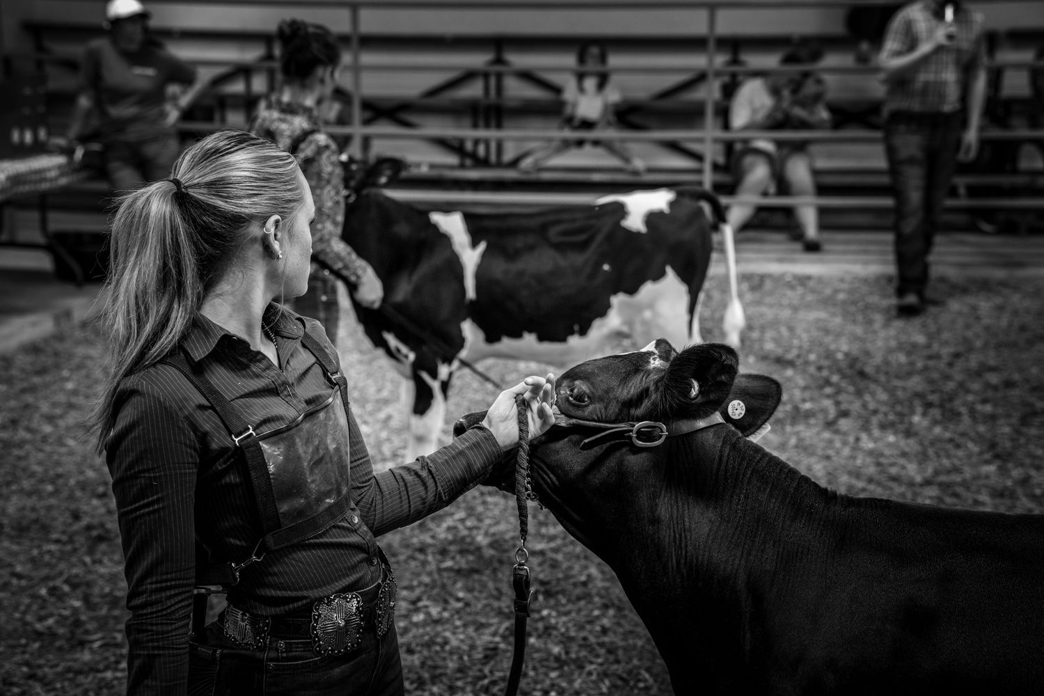 Young woman in black apron leading a dark calf on a halter at an indoor livestock show.