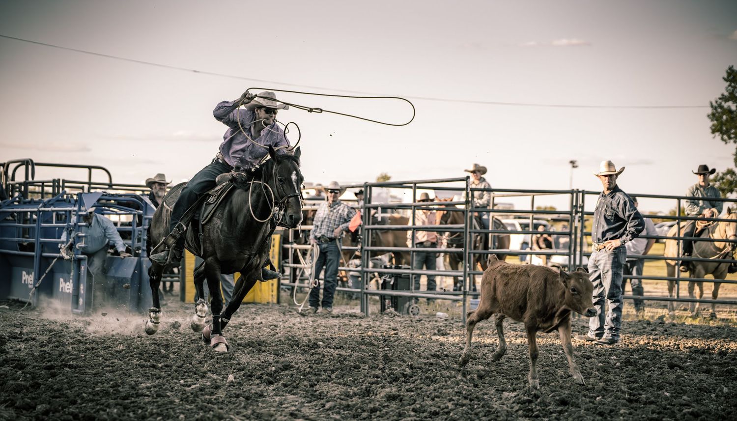 Cowboy on horseback swinging lasso at calf during rodeo competition with spectators watching behind fence.