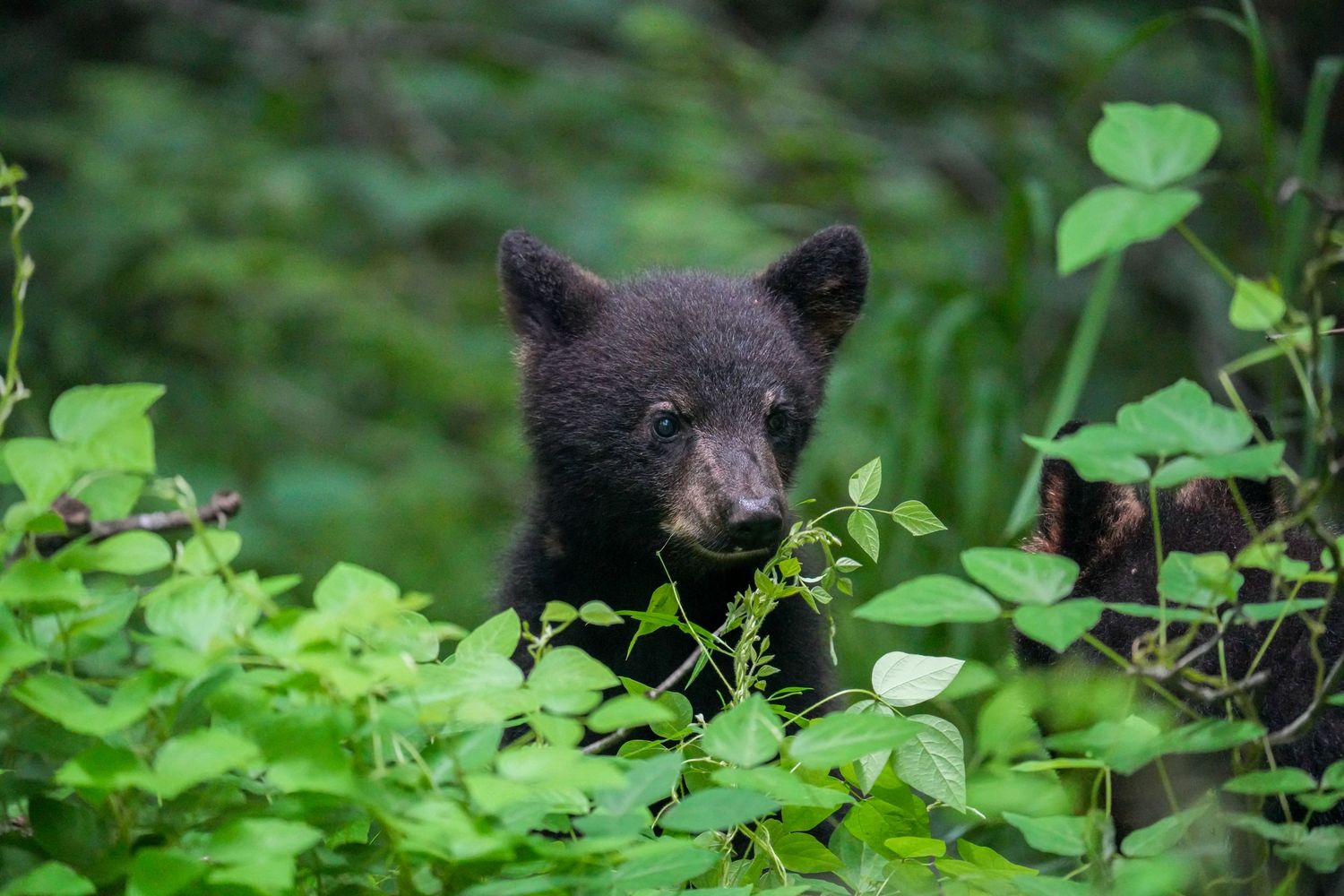 A black bear cub peers through lush green foliage in a dense forest setting.