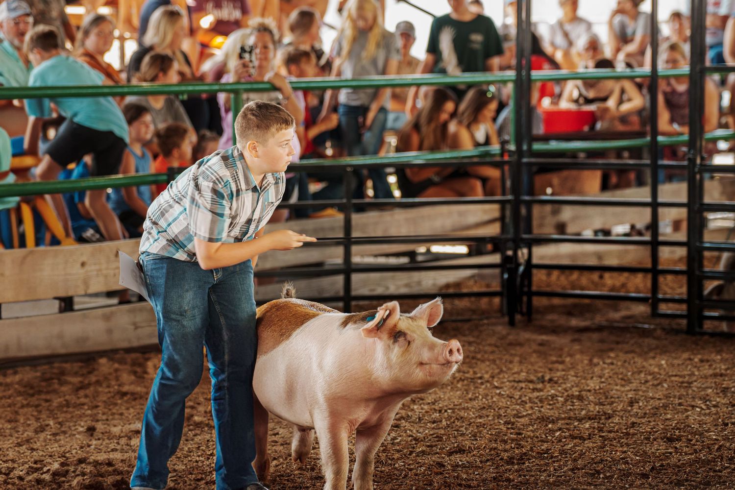 Young boy in plaid shirt showing a pink pig at a county fair livestock competition.