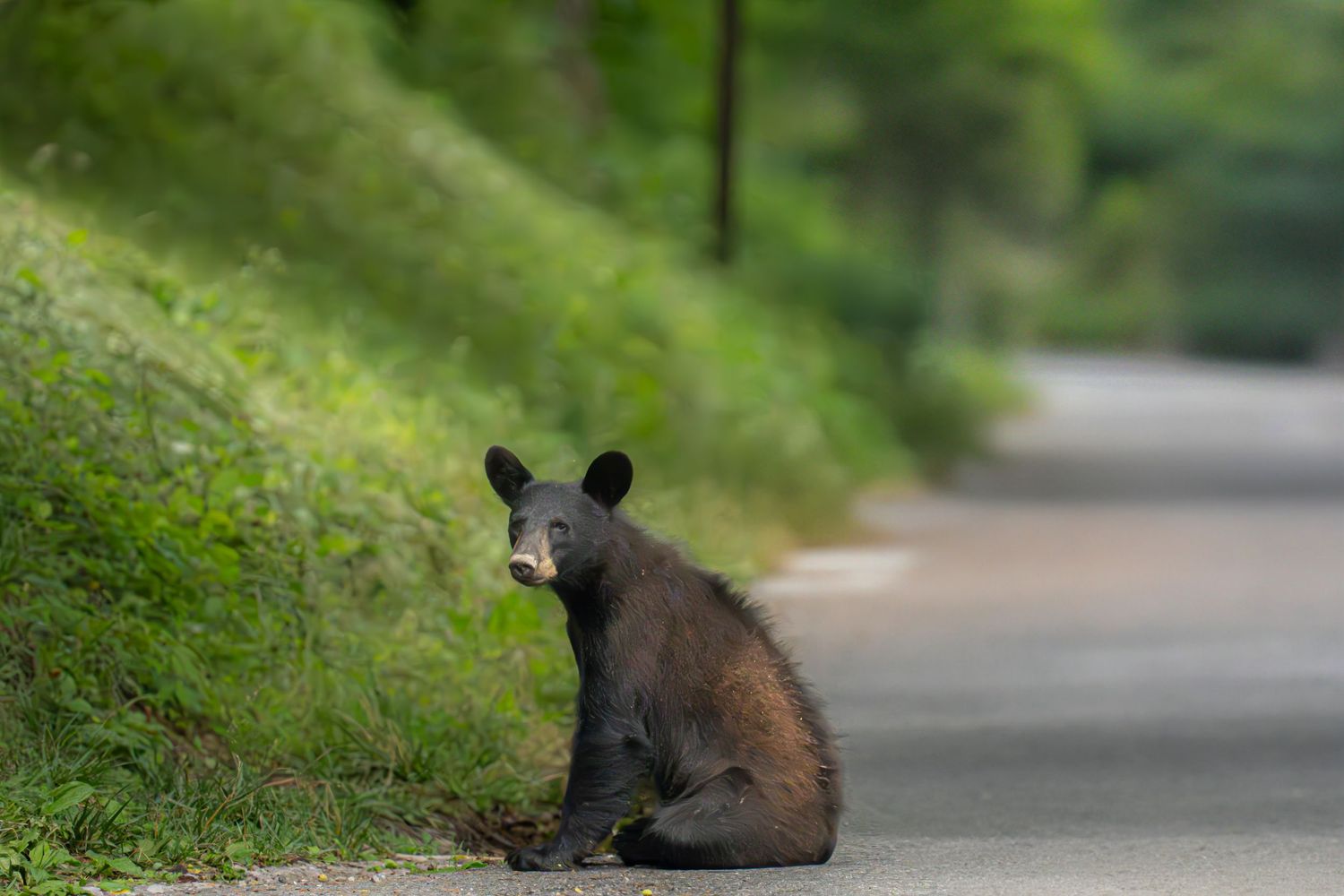 A young black bear cub sits on a paved road beside a green forested hillside, looking back curiously.