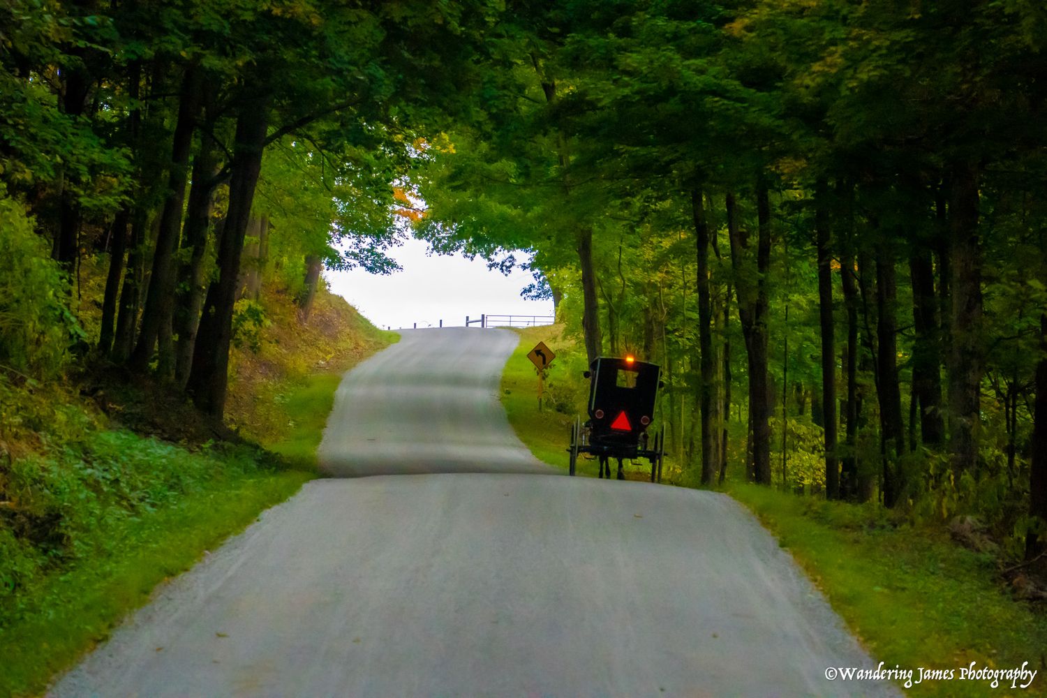 A horse-drawn Amish buggy traveling down a tree-lined country road in dappled sunlight.