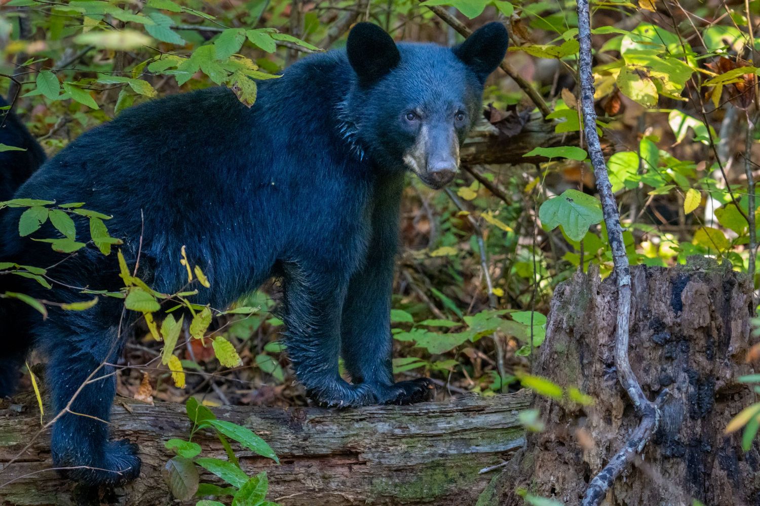 A young black bear stands on a mossy log surrounded by colorful autumn forest foliage.