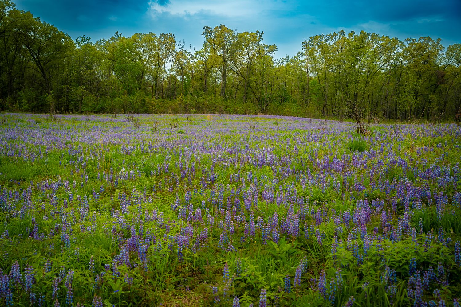 Wide field of wild purple lupine flowers in full bloom bordered by lush green trees under a cloudy sky.