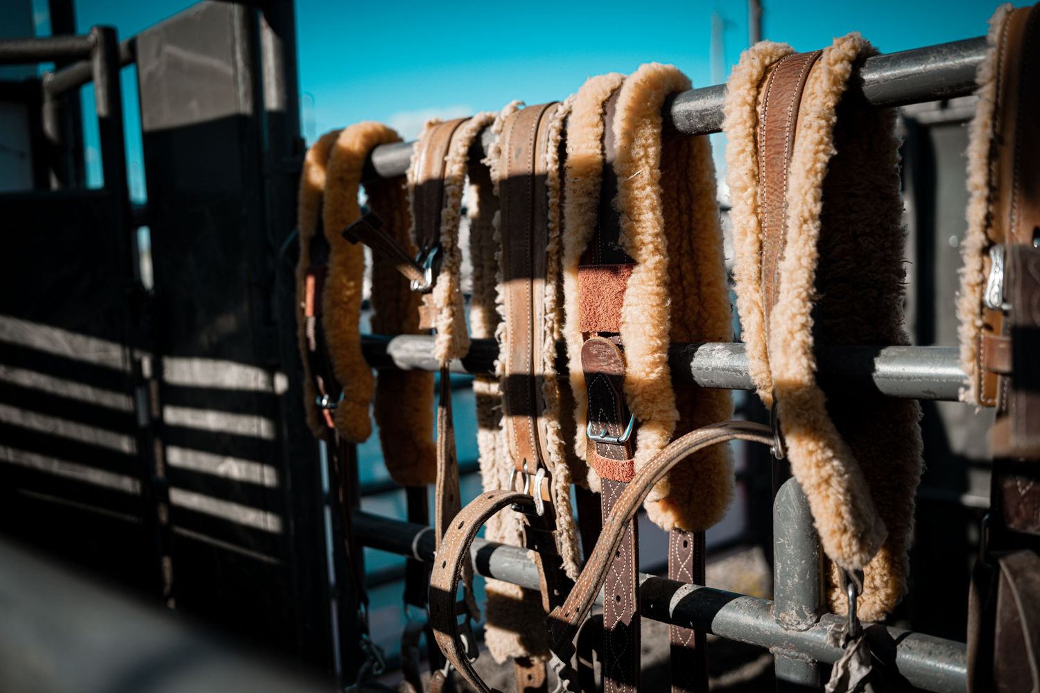 Leather horse bridles and fleece-lined halters hanging on metal rails at a rodeo equipment rack outdoors.