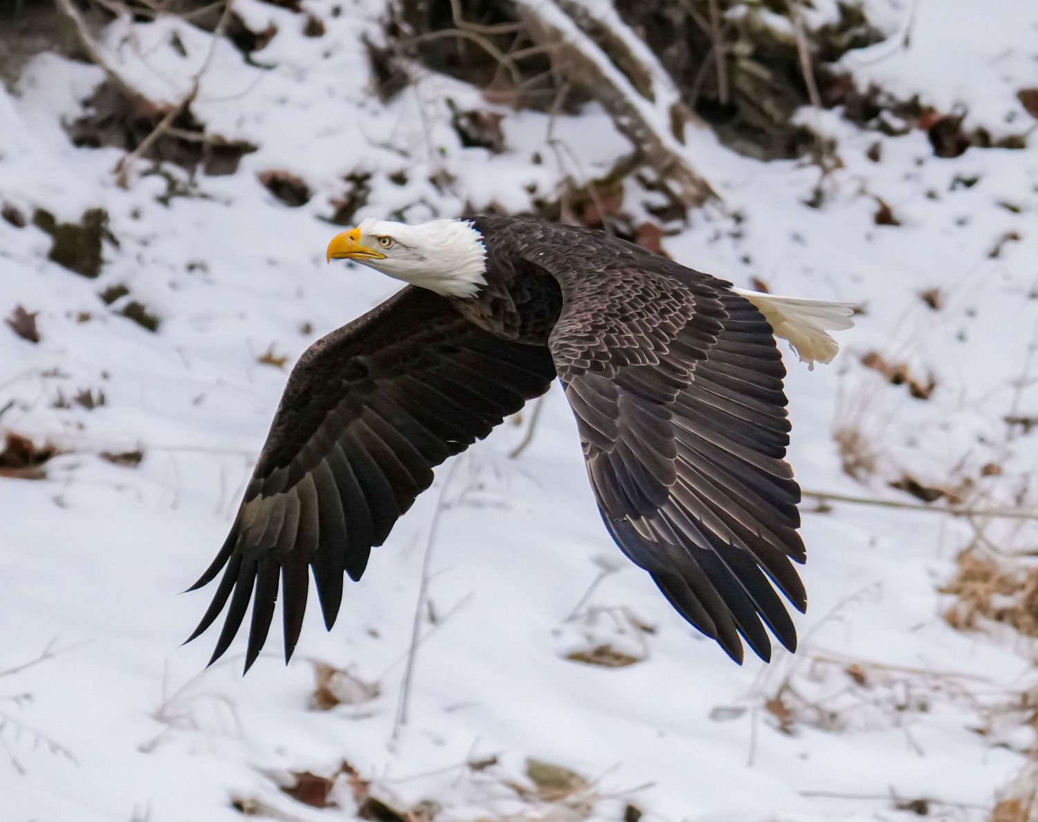 Bald eagle in flight over snowy landscape with wings fully spread showing dark plumage.