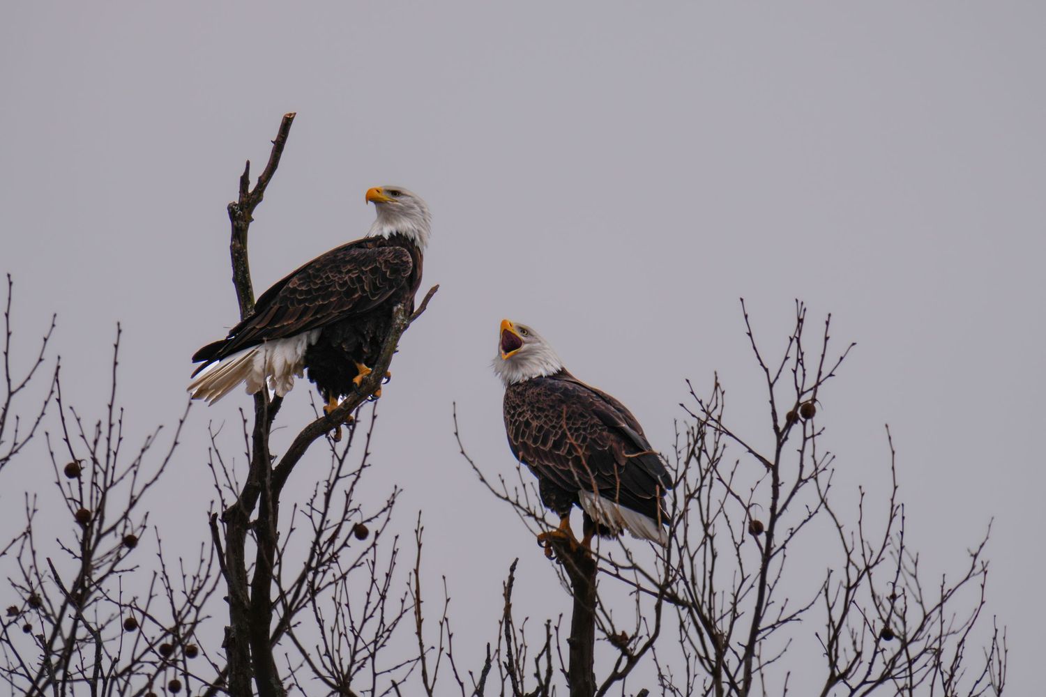 Two bald eagles perch on bare treetop branches calling out against an overcast gray sky.