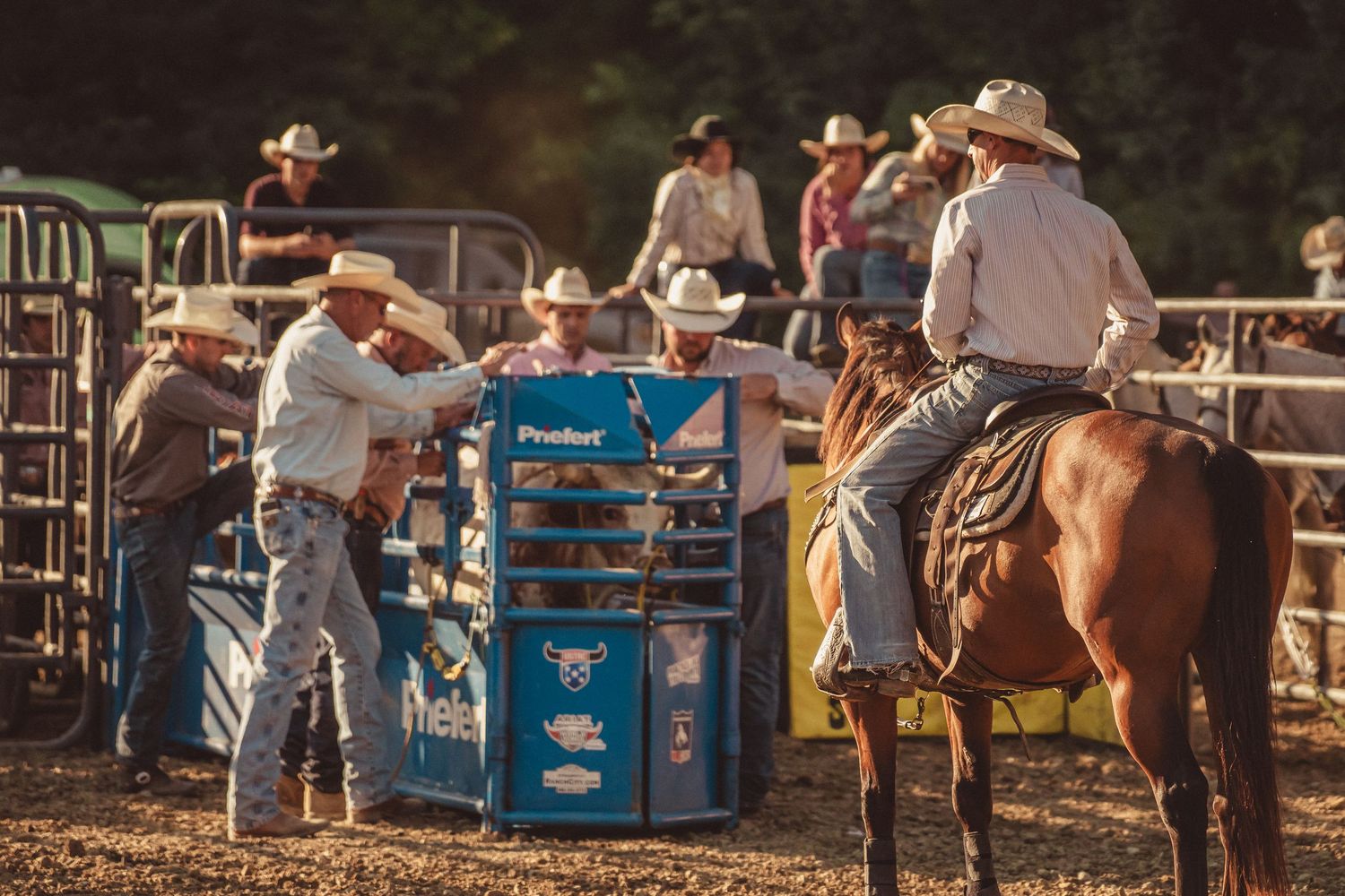 Cowboys prepare a rider on horseback near a blue ProRodeo chute at a sunny outdoor rodeo event.
