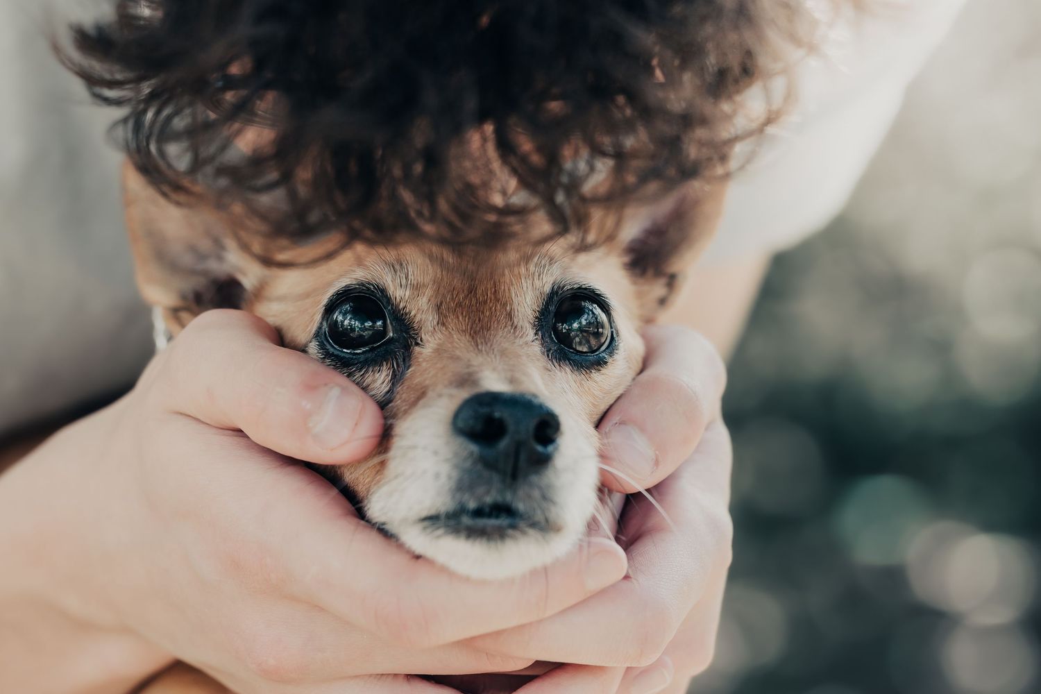 Close-up of hands gently cupping the face of a small Chihuahua dog.