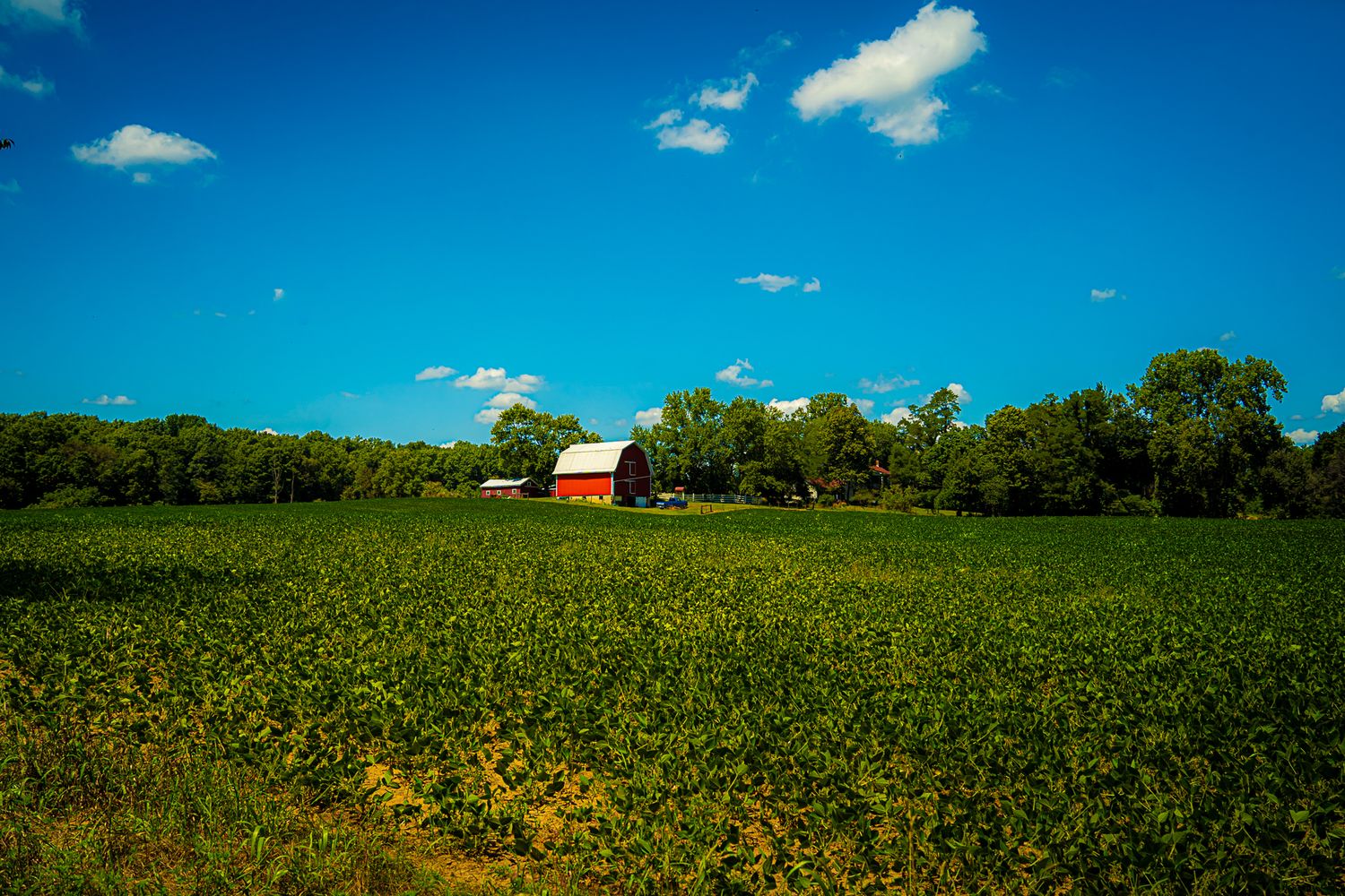 A red barn sits beyond a sprawling green crop field bordered by trees under a vivid blue sky.