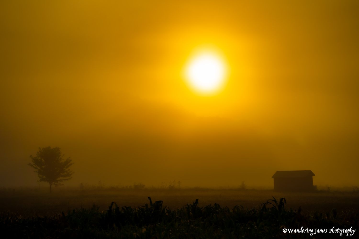 A golden foggy sunrise silhouettes a lone barn and tree across a misty rural landscape.
