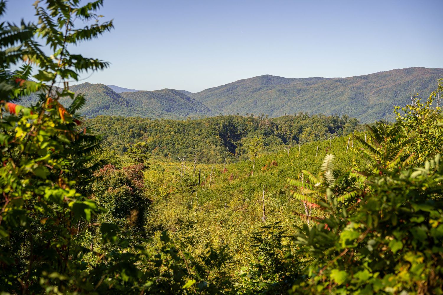 Lush green forest landscape with rolling mountain ridges under a clear blue sky in the Smoky Mountains.
