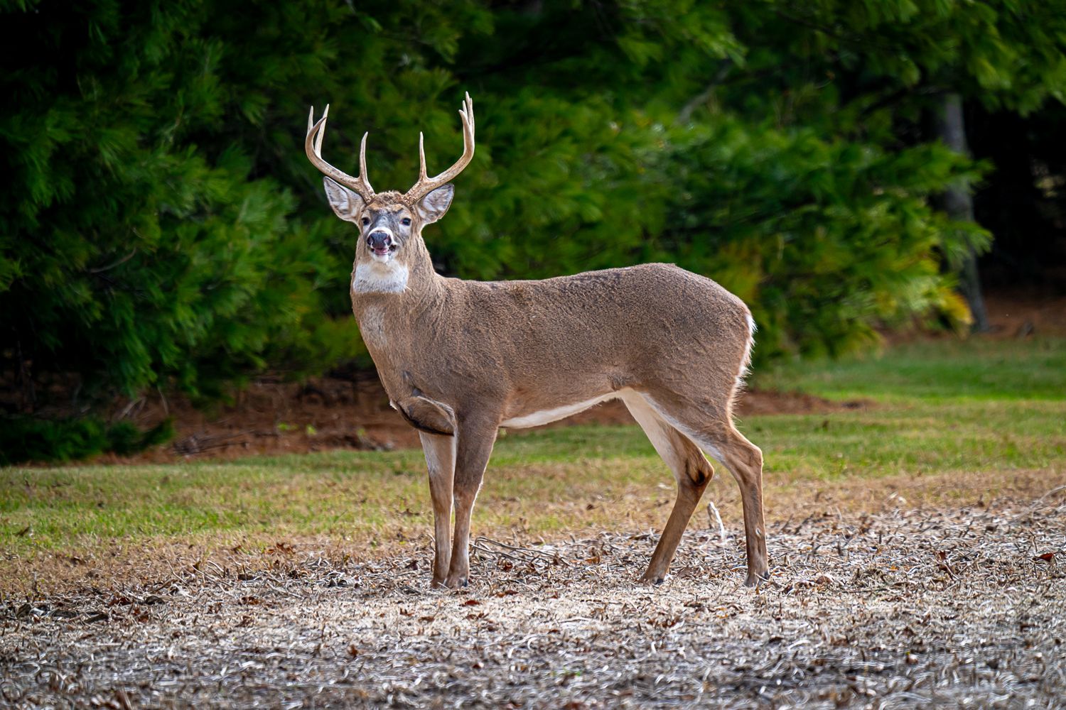 Majestic white-tailed deer buck standing alert on gravel with forest background.