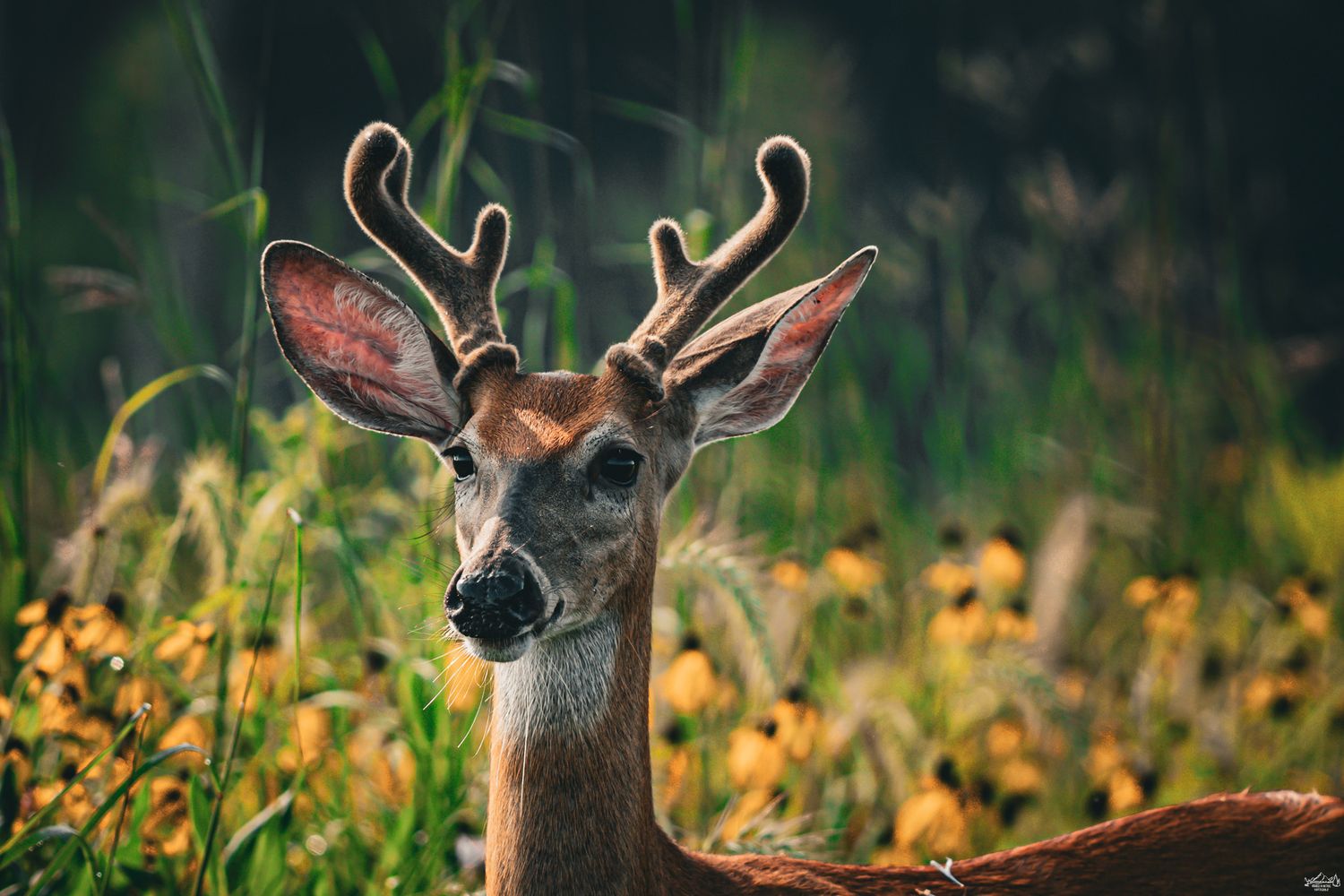 A young white-tailed deer with velvet antlers gazes forward in a vibrant wildflower meadow.