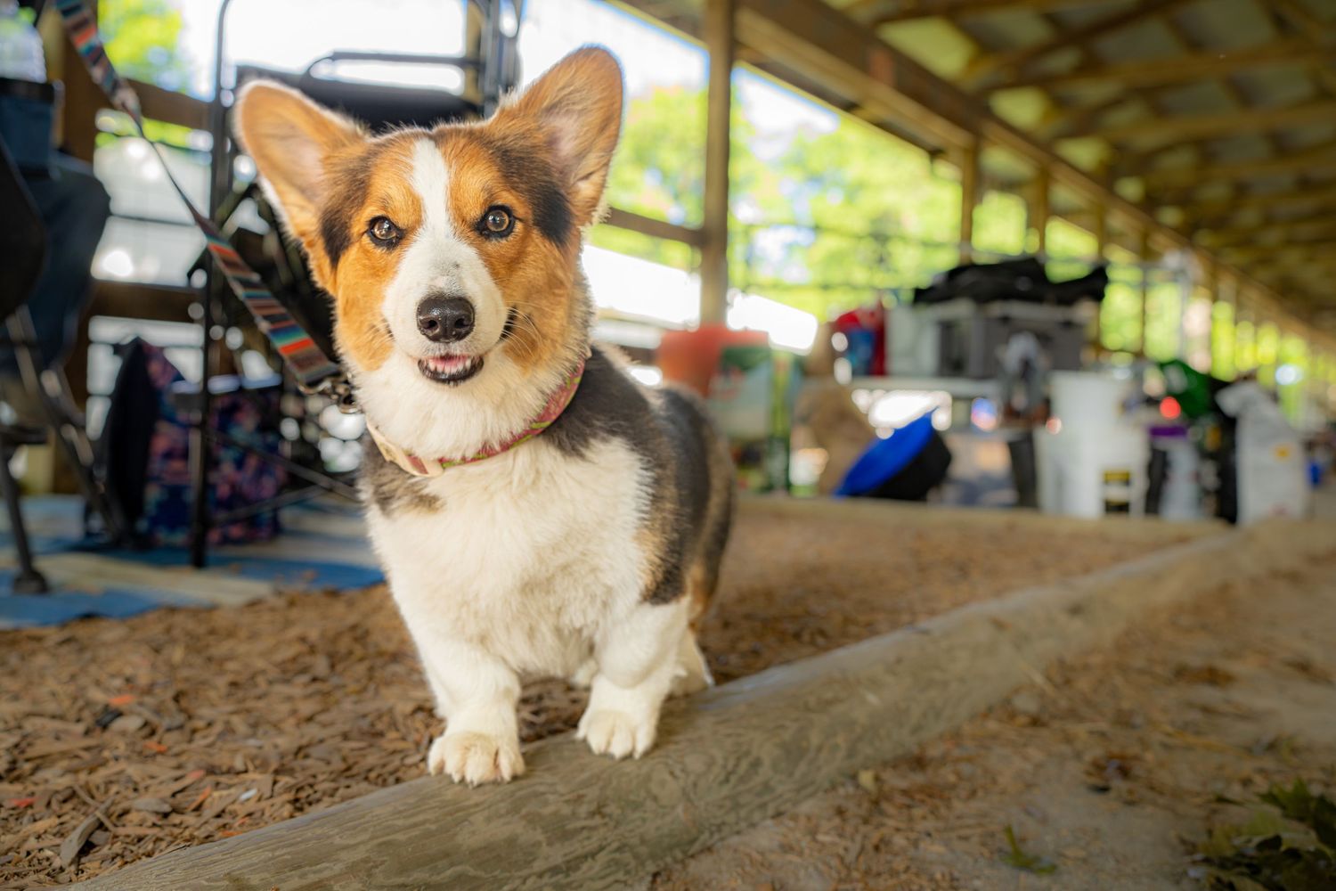 A cheerful Corgi dog with tri-color coat stands alert inside a rustic barn with sandy floor and colorful equipment in background.