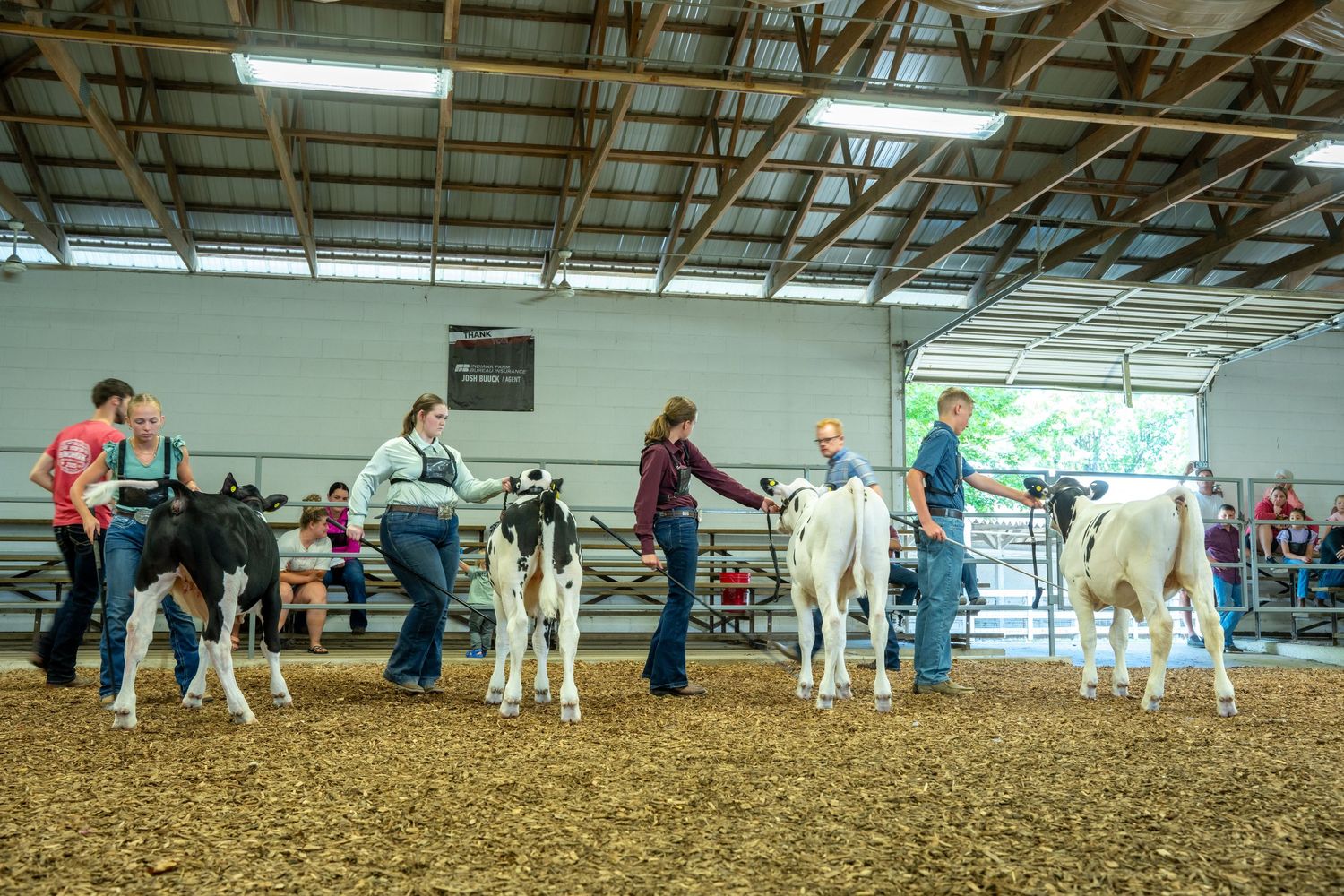 Young handlers showing calves at an indoor 4-H livestock competition in a show arena.