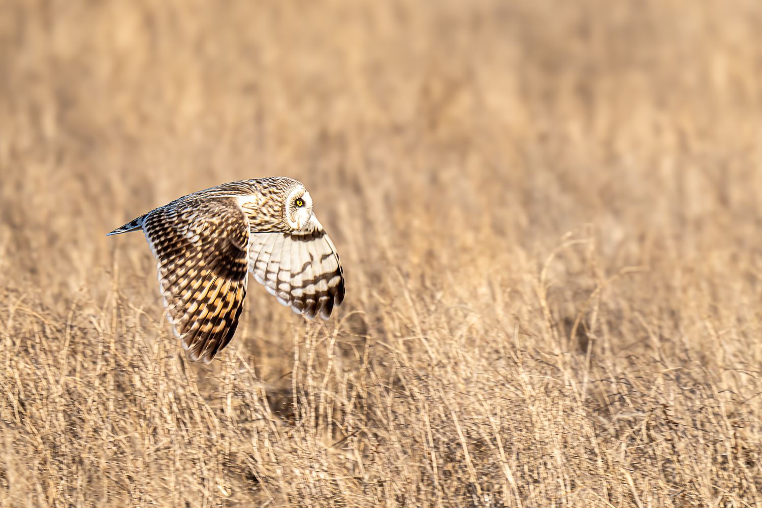 Short-eared owl in flight over golden dry grass field.