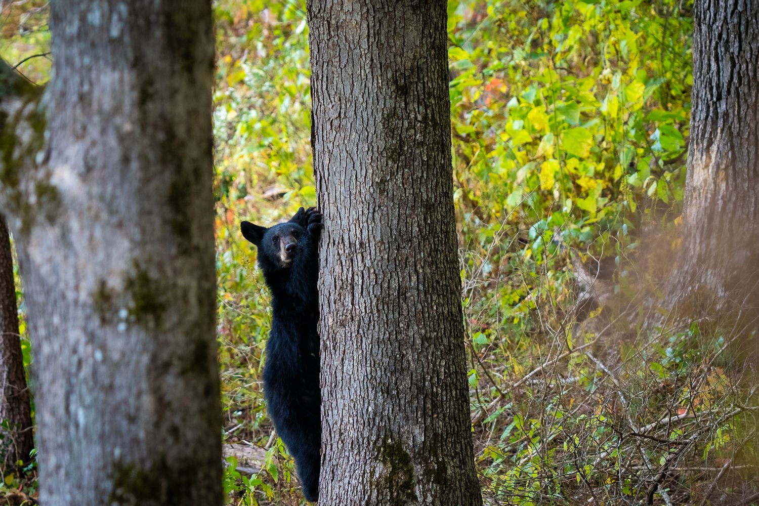 A black bear cub peeks around a tree trunk in an autumn forest.