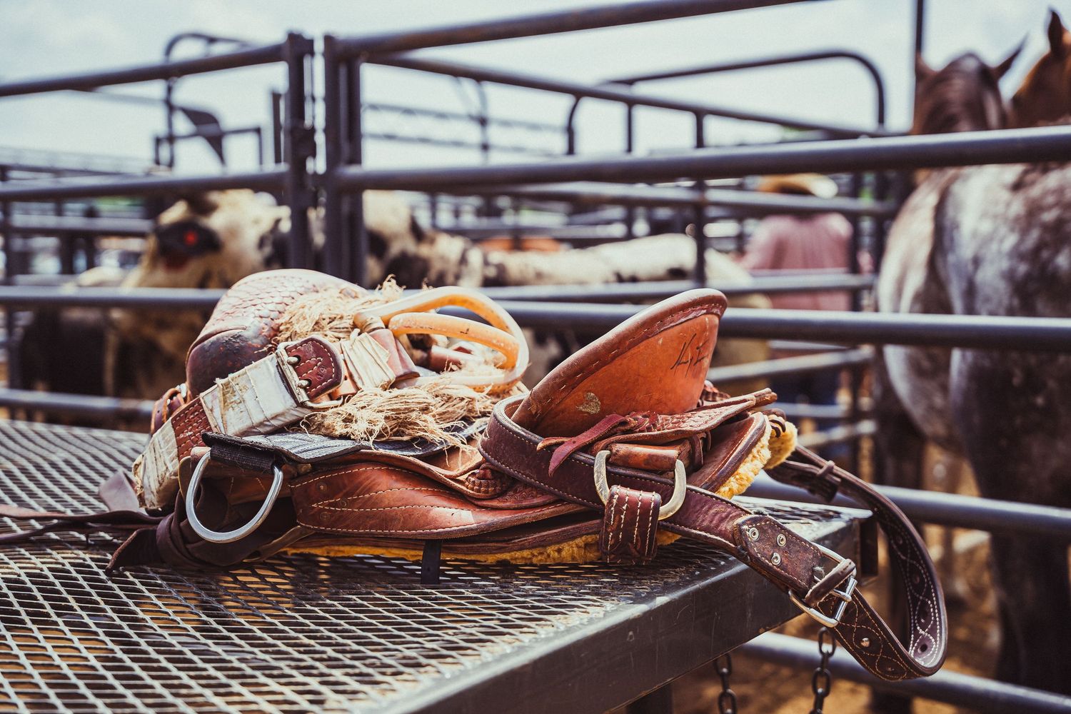 A leather saddle and cowboy hat rest on a metal fence rail at a rodeo livestock pen.