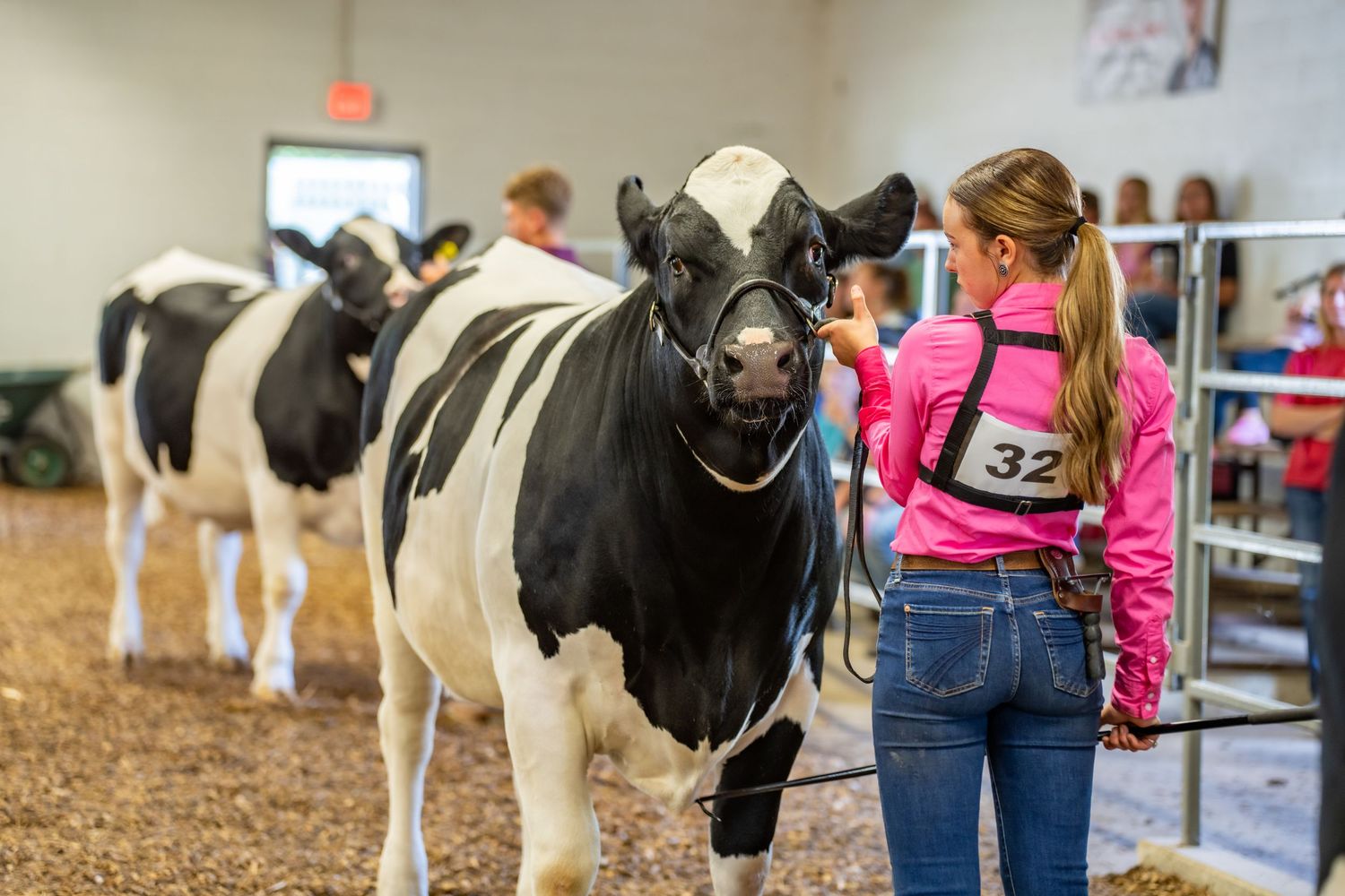 A girl wearing number 32 leads a black and white Holstein calf at an indoor county fair livestock show.