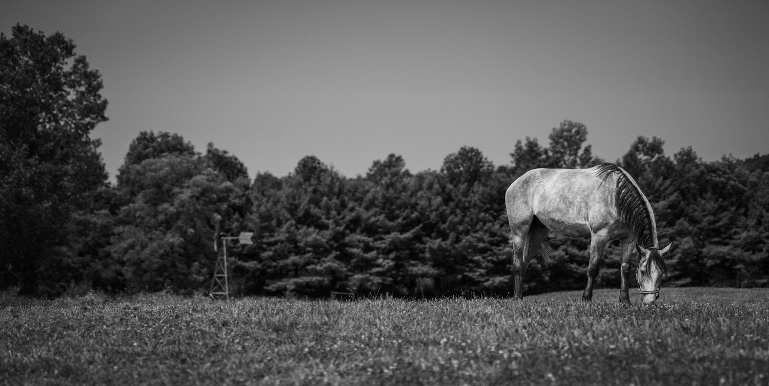 Black and white photo of a horse grazing in an open field with dense trees in the background.