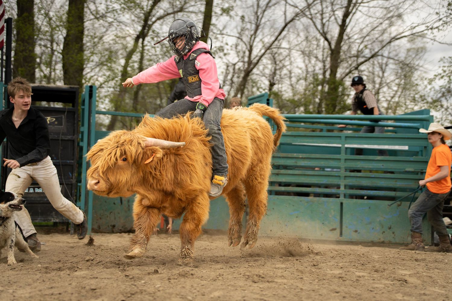 A young rider in pink competes in a bull riding event at an outdoor rodeo arena with spectators watching.
