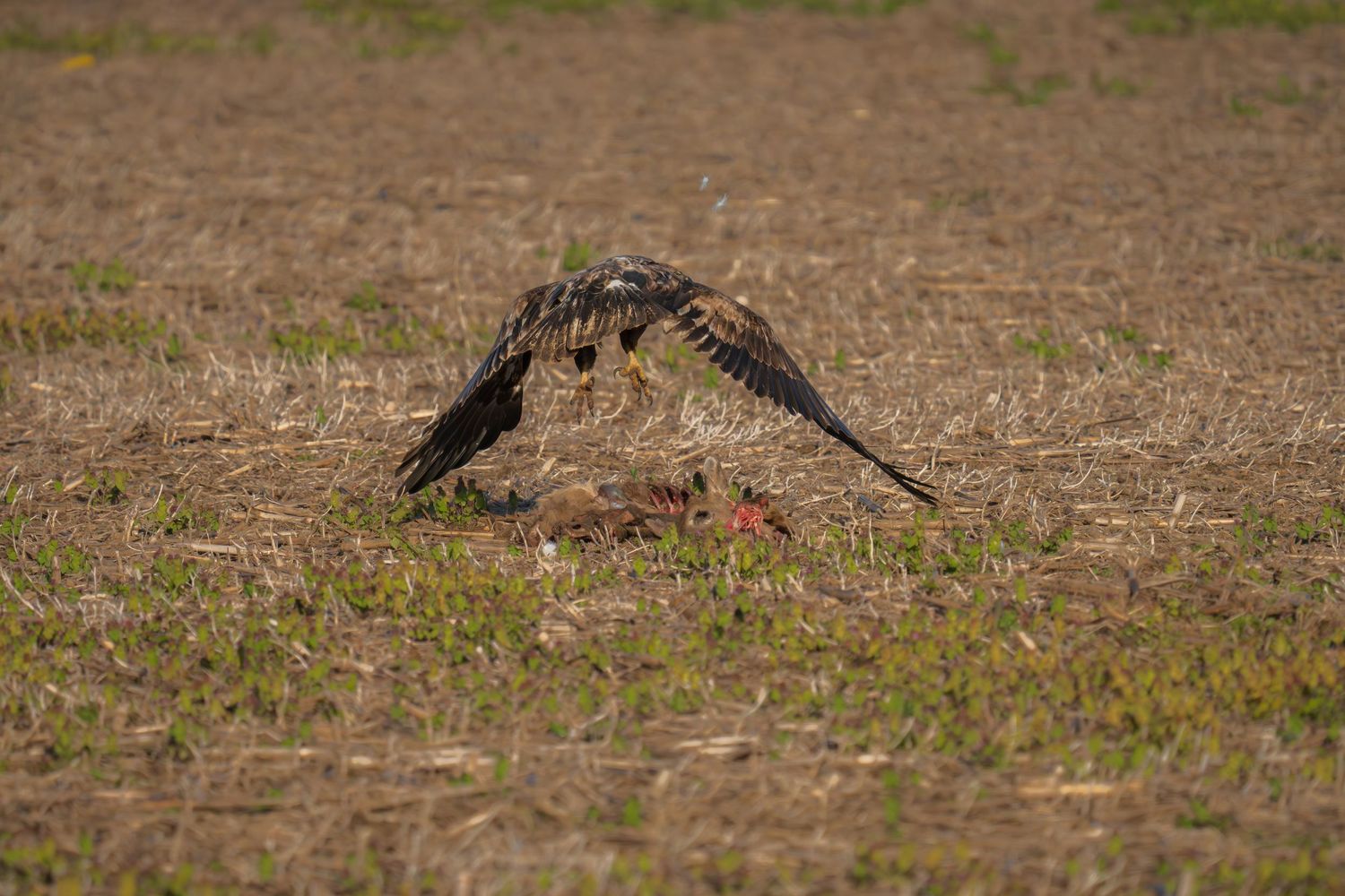 A hawk with spread wings feeds on prey in a grassy field.