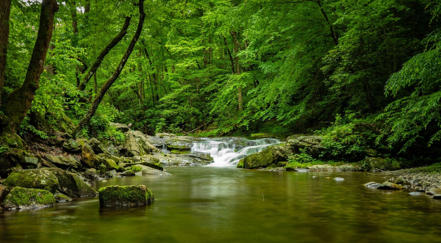 A serene forest stream flows over mossy rocks surrounded by lush green trees in a tranquil woodland setting.