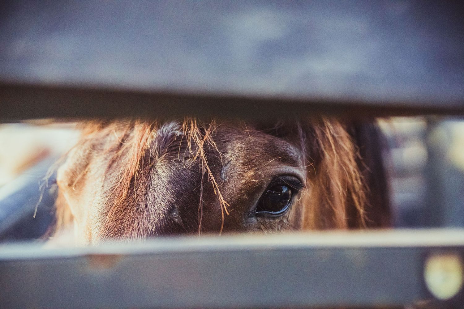 Close-up of a brown horse peeking through wooden fence rails, its expressive eye visible between the boards.