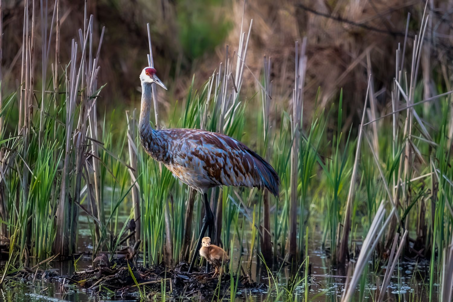 Adult sandhill crane stands guard over its chick among green marsh reeds and wetland grasses.