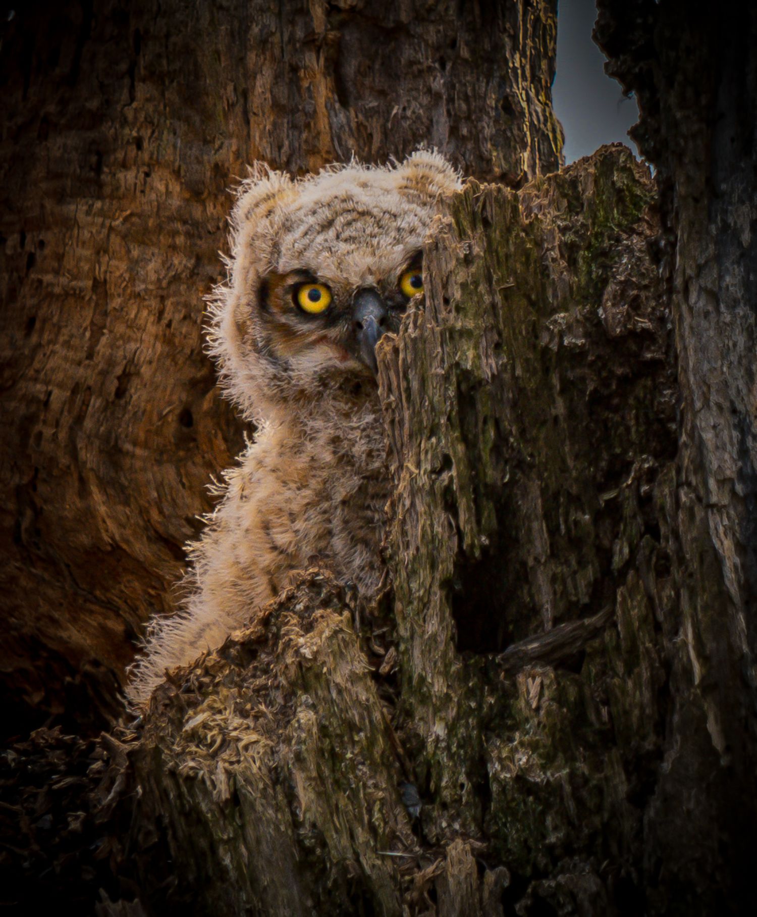 Fluffy great horned owlet with yellow eyes in tree hollow.