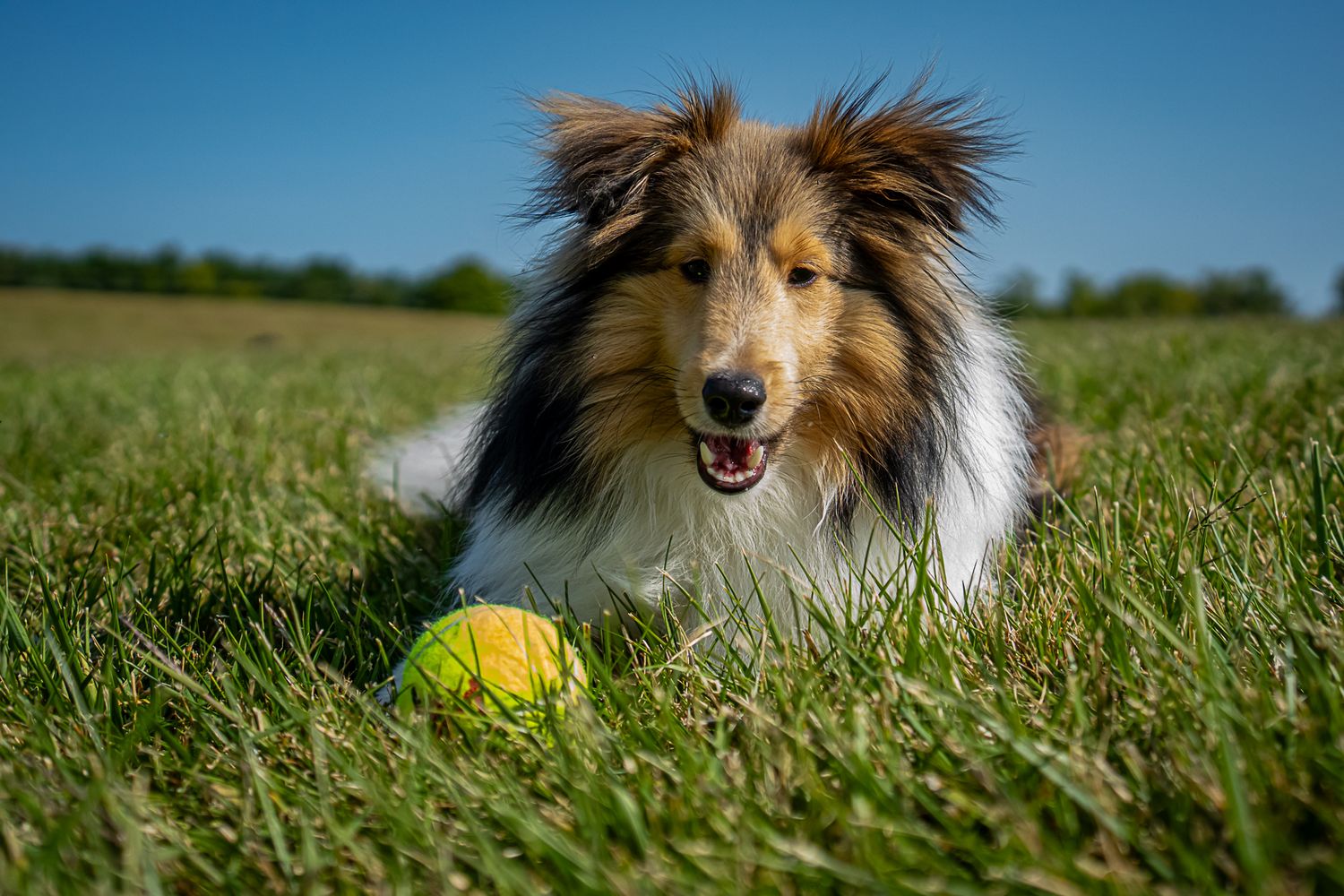 A tri-color Shetland Sheepdog lies in green grass beside a yellow tennis ball under blue sky.