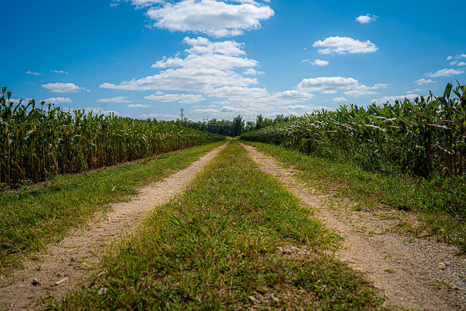 Straight dirt road path through tall green cornfields under a blue sky with white clouds.