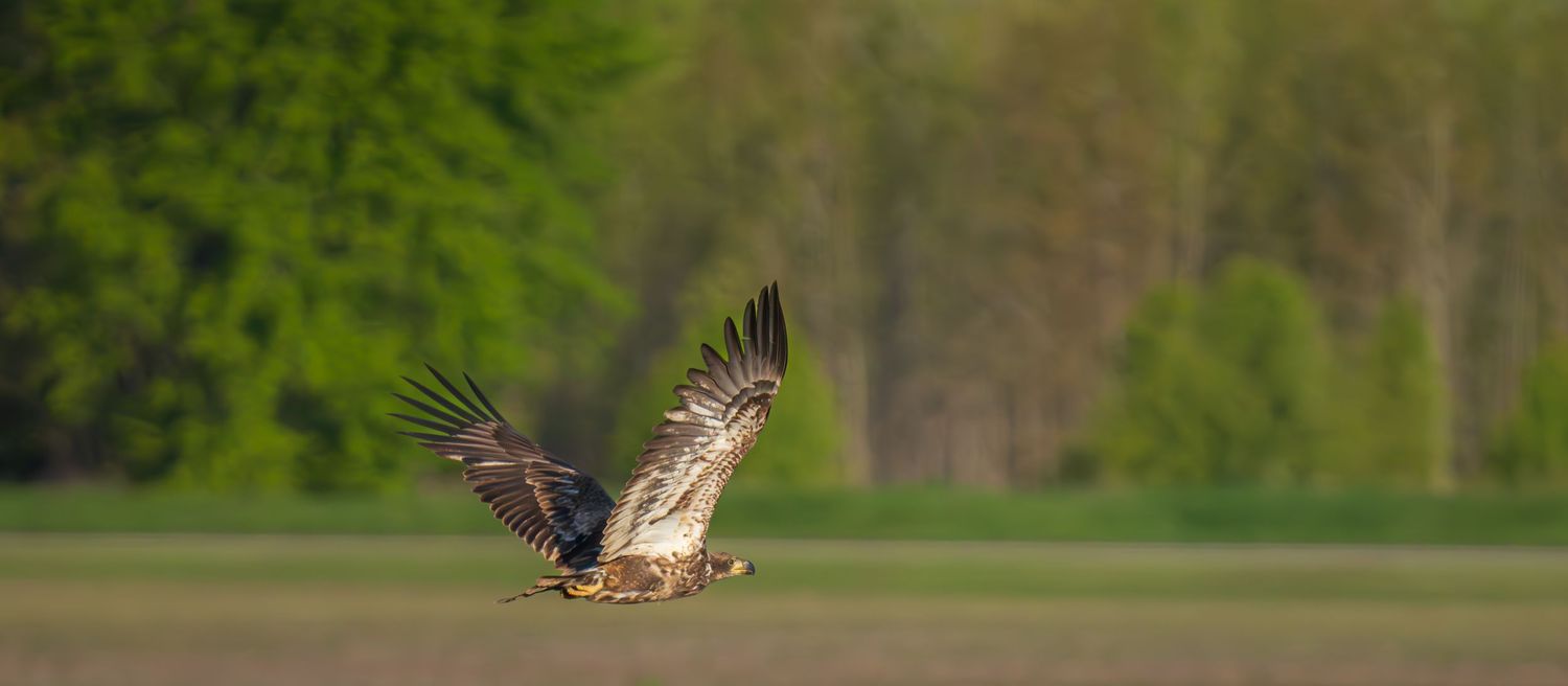 A large eagle soars in flight over a green field with lush trees in the background.