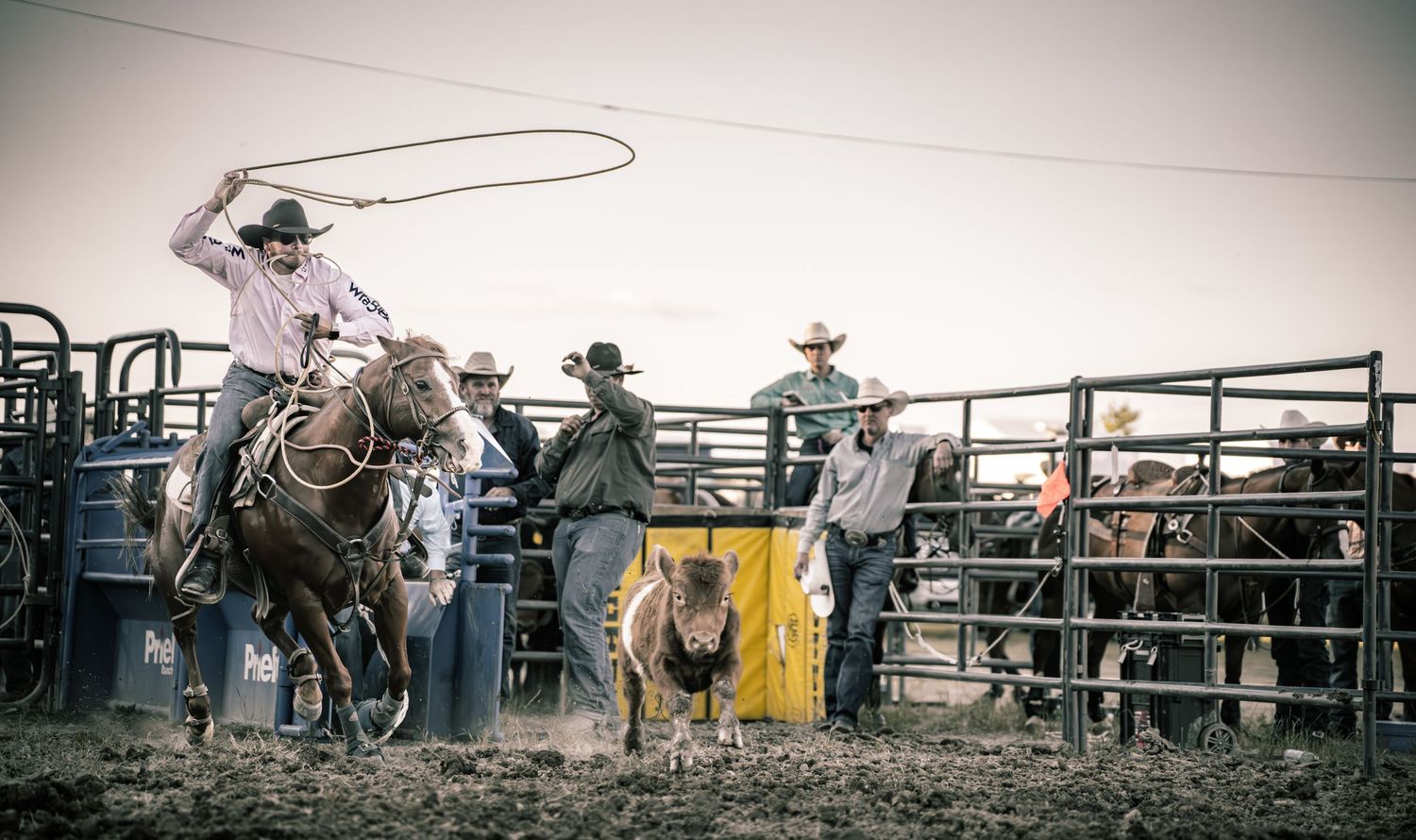 Cowboy on horseback swinging a lasso to rope a calf at a rodeo competition.