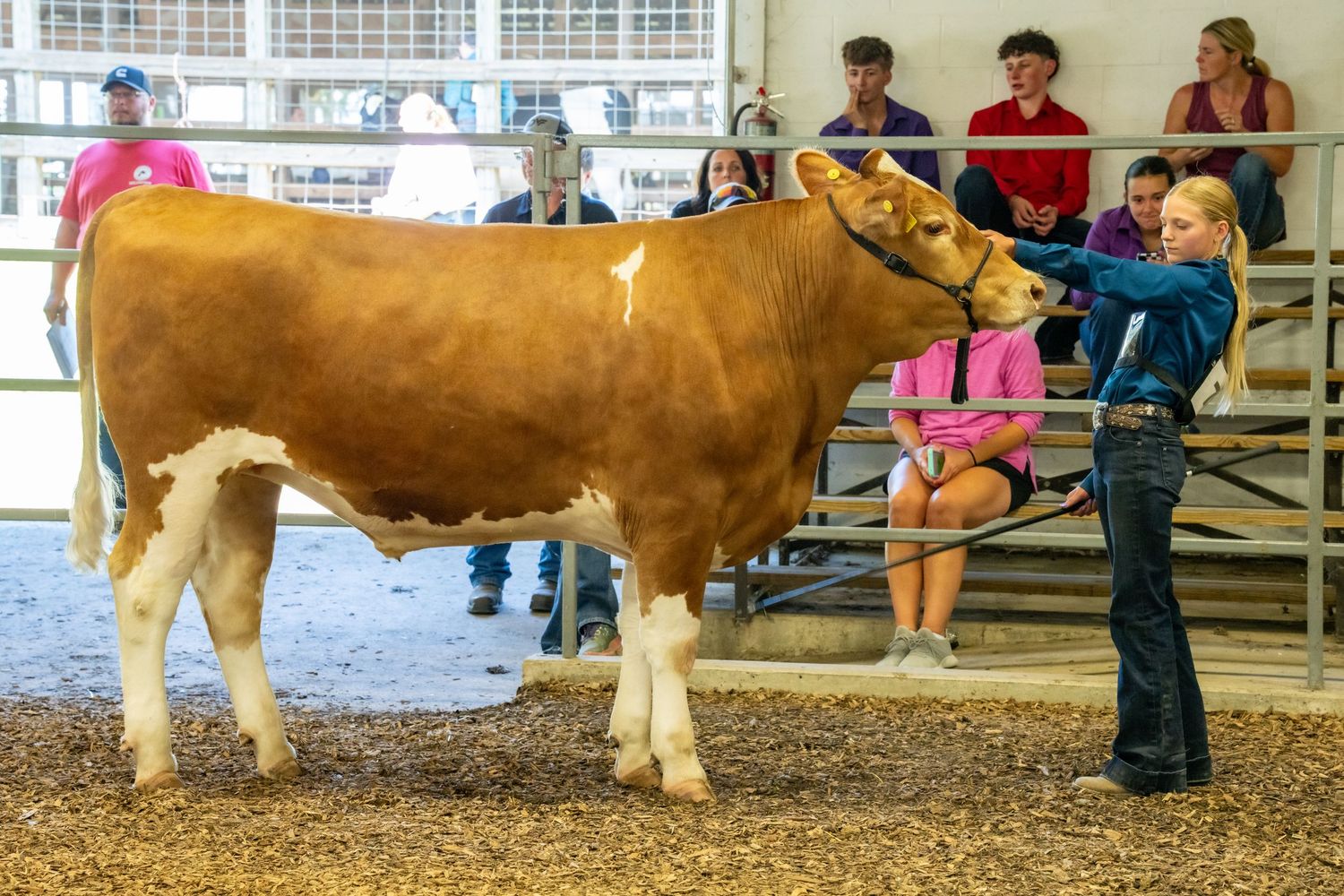 Young girl showing a brown and white cow at a livestock competition with spectators watching.