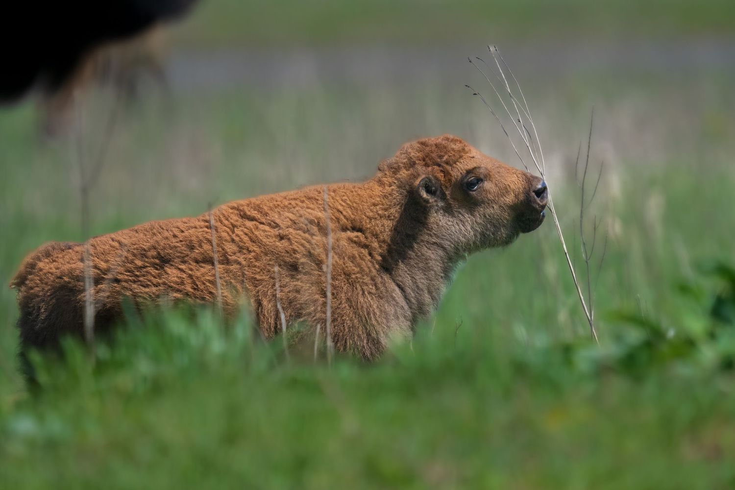 A young bison calf with fluffy brown fur stands in green grass, gazing upward in a natural outdoor setting.