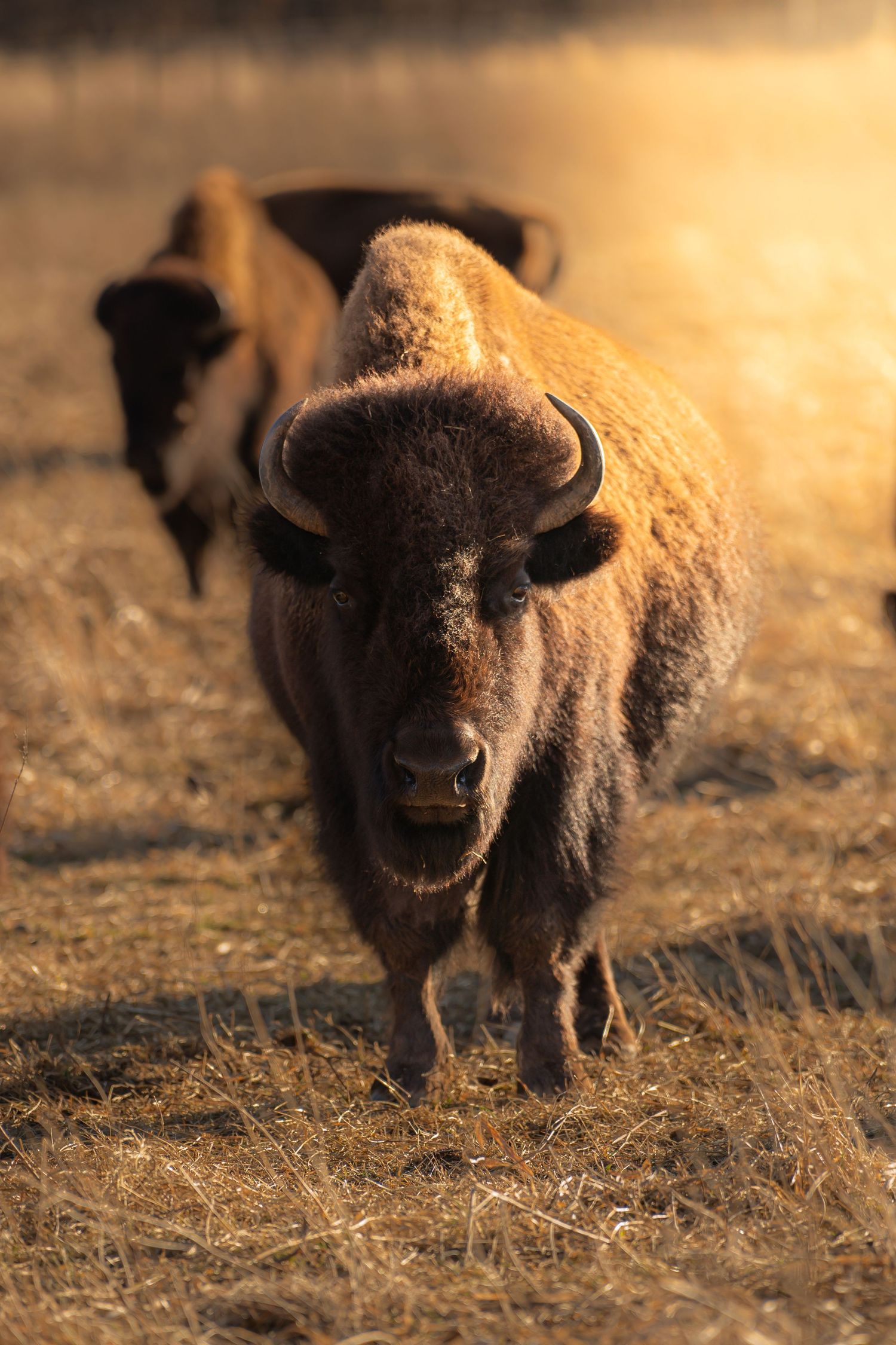 American bison walking toward camera in golden dry grassland with warm backlit sunlight and herd visible behind.