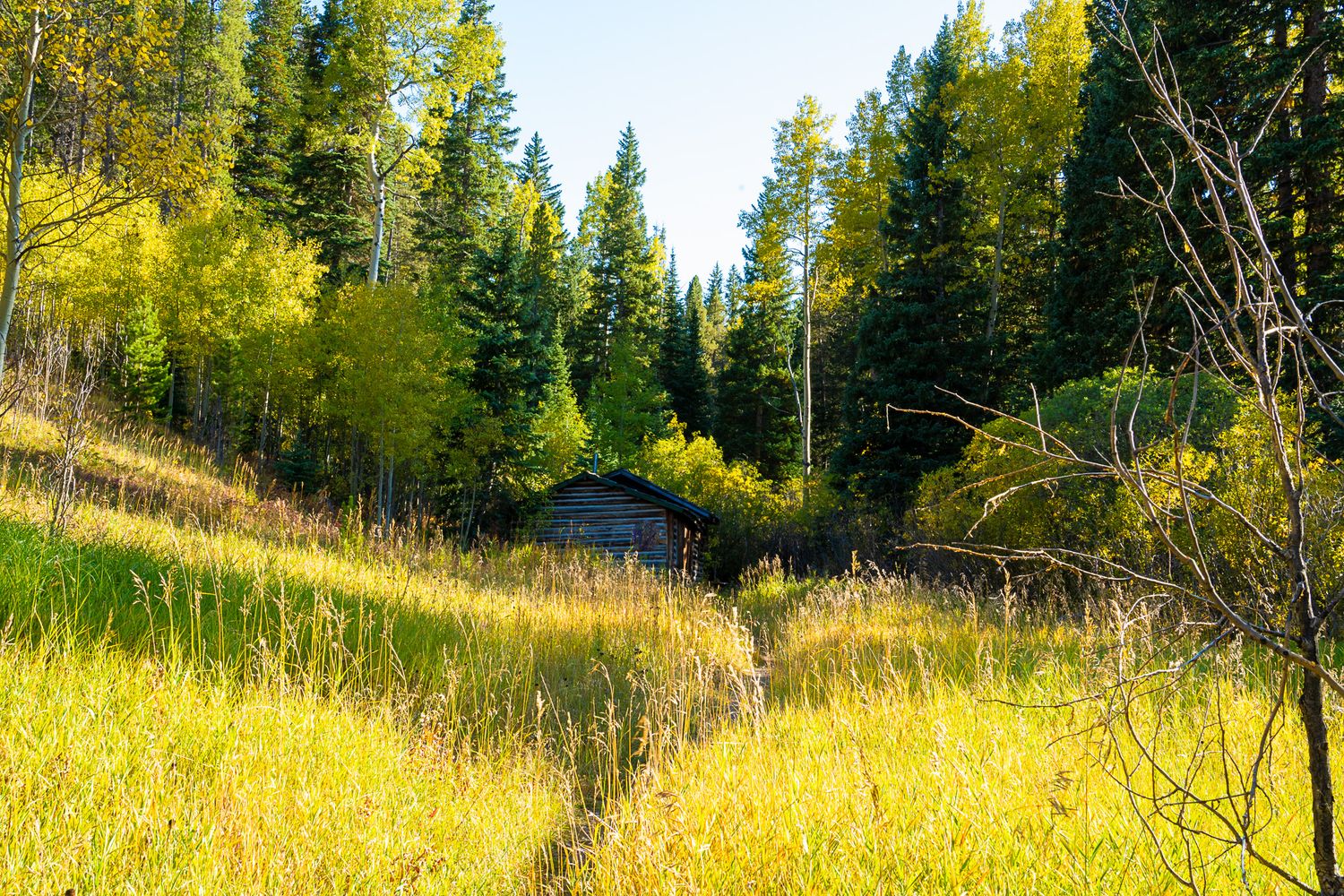 A rustic wooden cabin nestled among vibrant yellow-green aspen and pine trees in a lush mountain meadow.