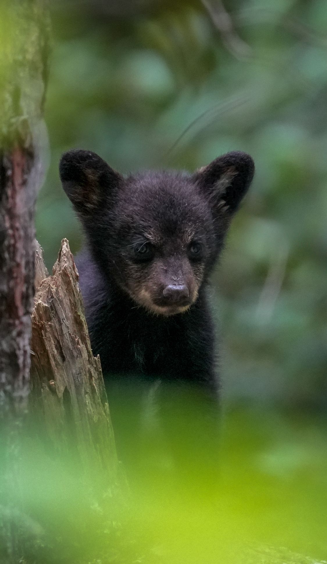 A tiny black bear cub peeking out from behind a mossy tree stump in the forest.