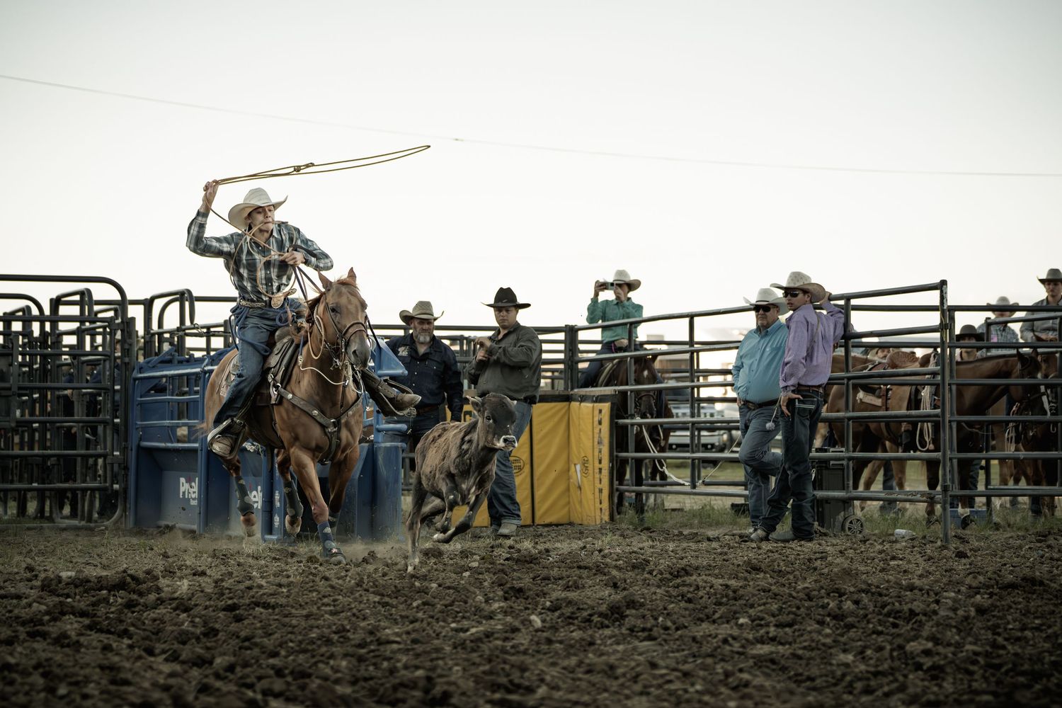 Cowboy on horseback swinging a lasso at a rodeo competition with spectators and metal fencing in background.
