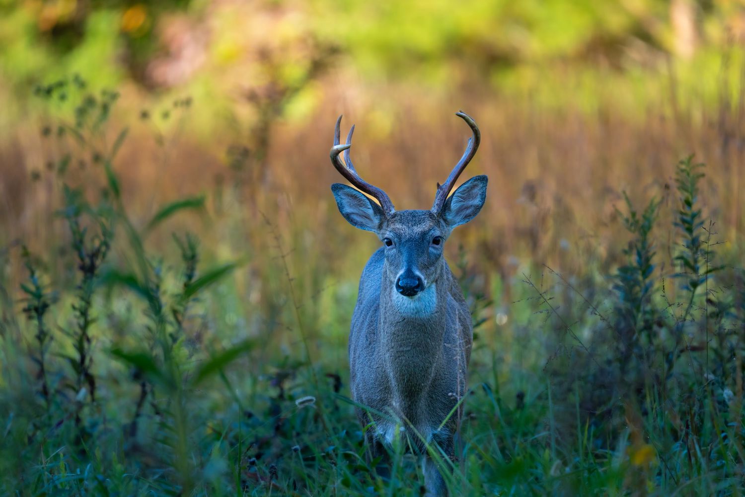 A white-tailed buck with antlers stands alert in tall wild grass and meadow vegetation.