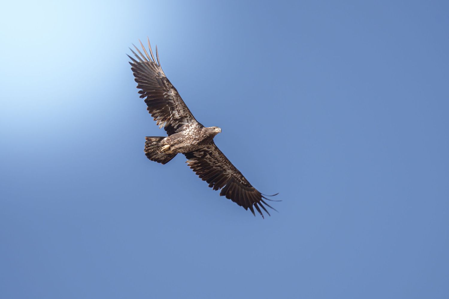 Juvenile bald eagle soaring with wings fully spread against clear bright blue sky viewed from below.