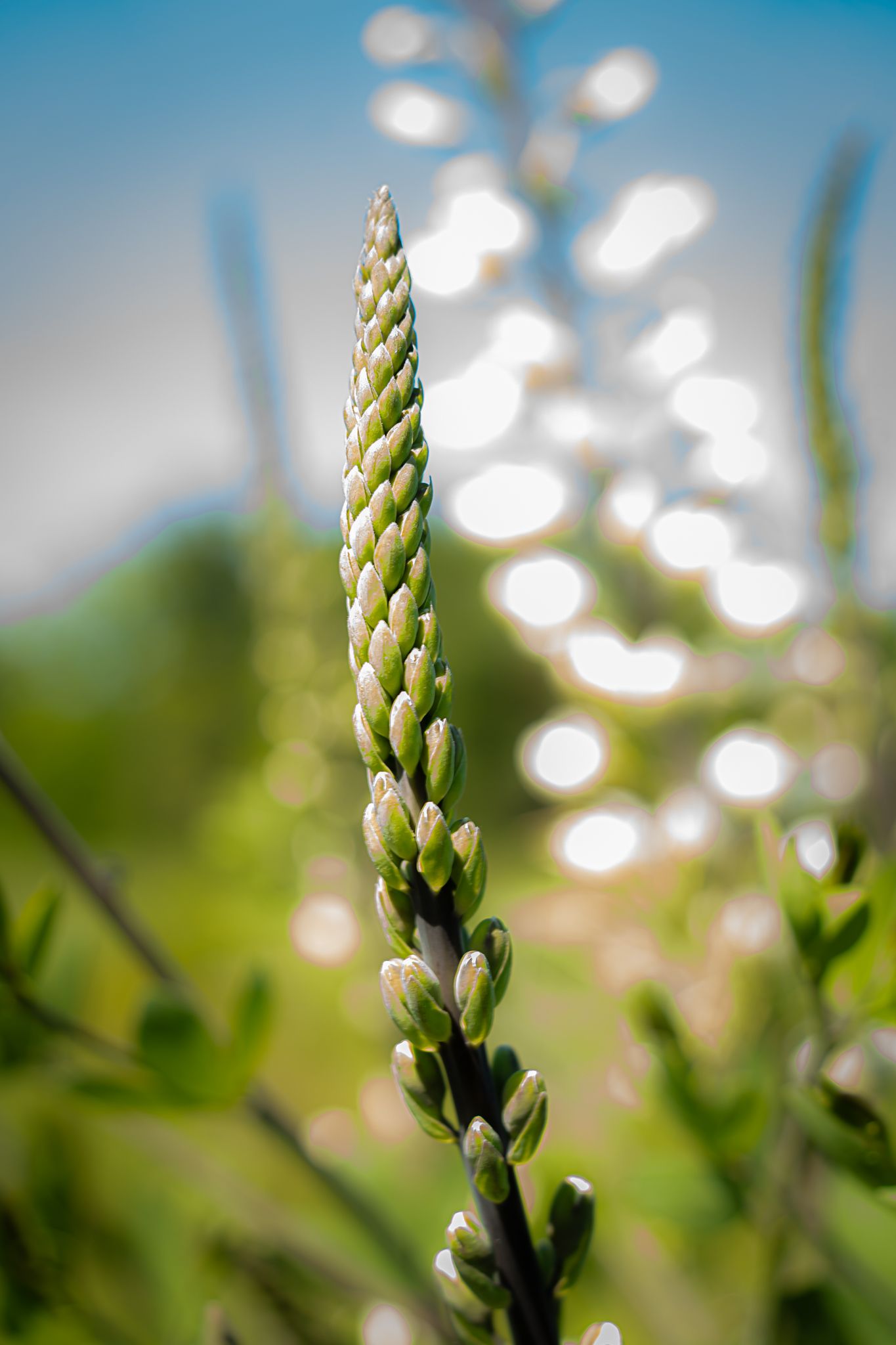 Close-up of a tall green plant spike with tiny white buds against a blurred bokeh background.