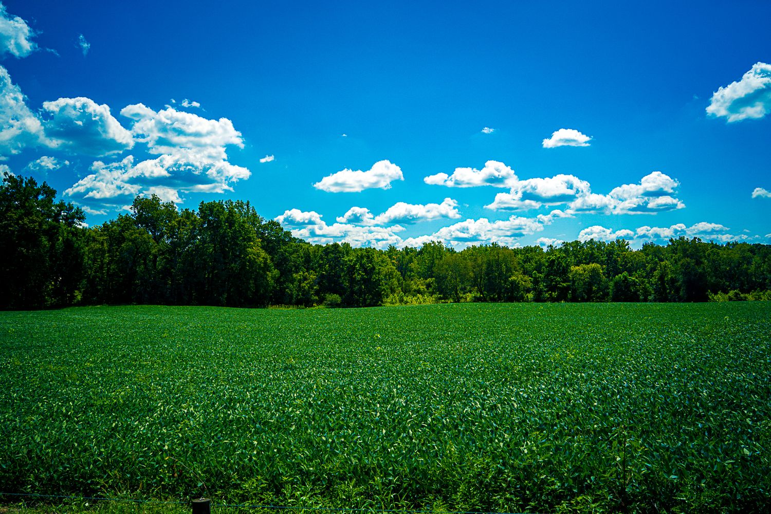 Lush green crop field stretches toward a dense tree line under a vivid blue sky with white clouds.