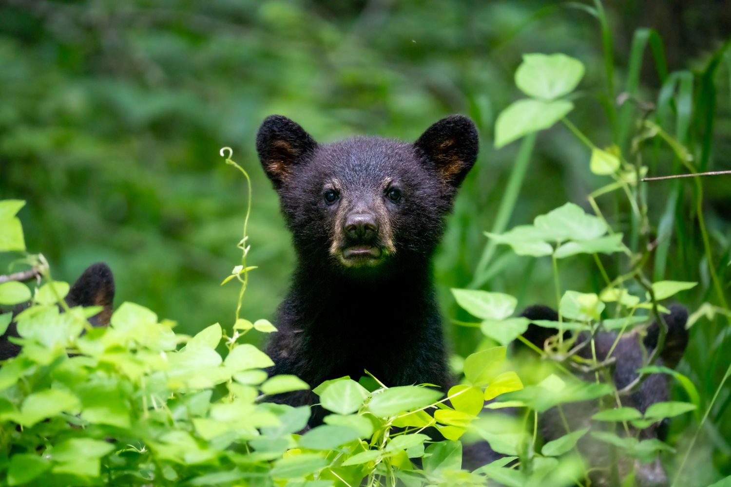 Black bear cub peering through bright green leaves and vegetation in lush forest undergrowth habitat.