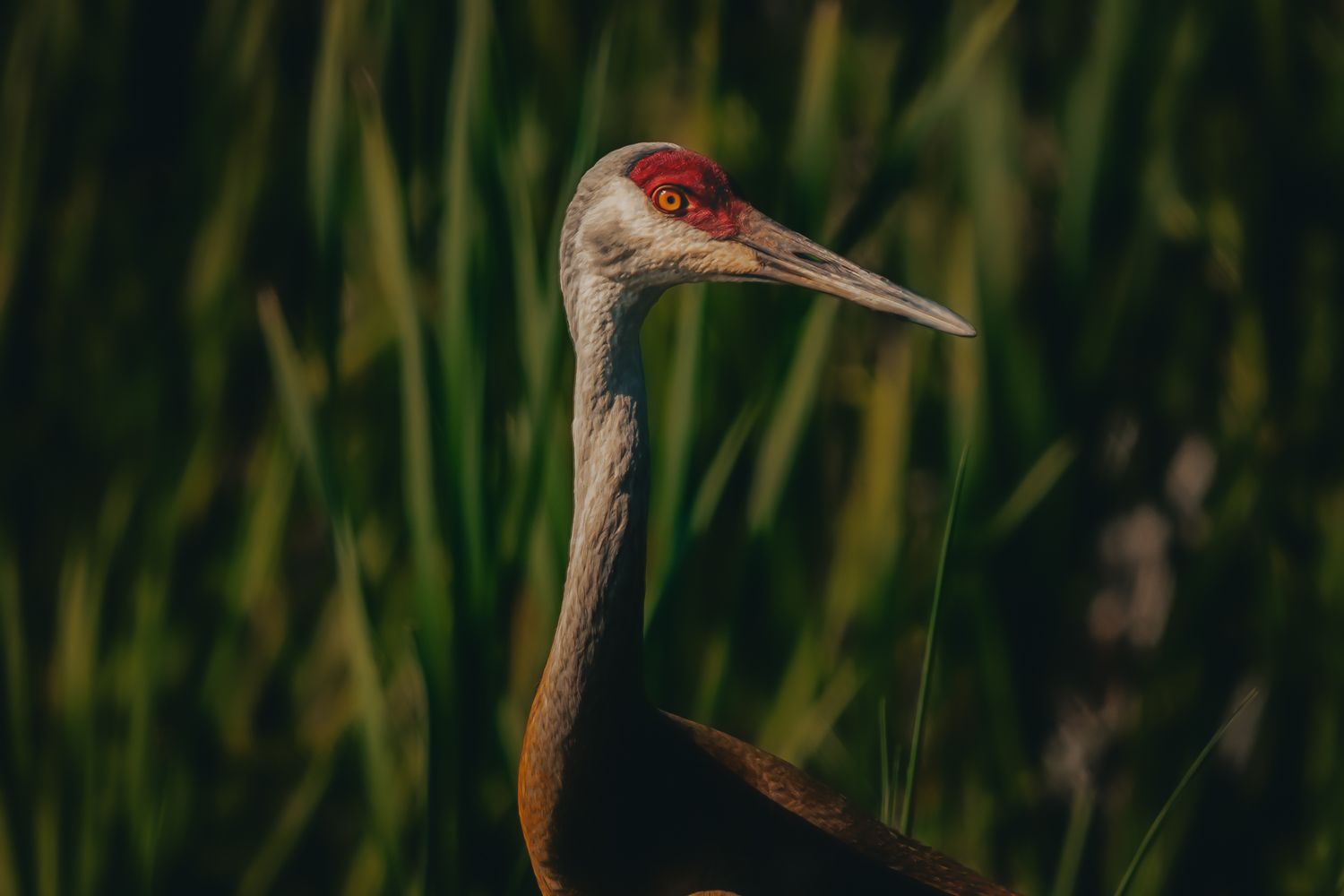 Close-up of a Sandhill Crane with red crown and long beak standing in front of lush green marsh grass.