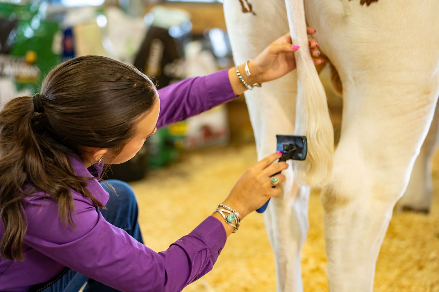 Young woman in purple jacket grooming a white cow with a brush at a livestock show.