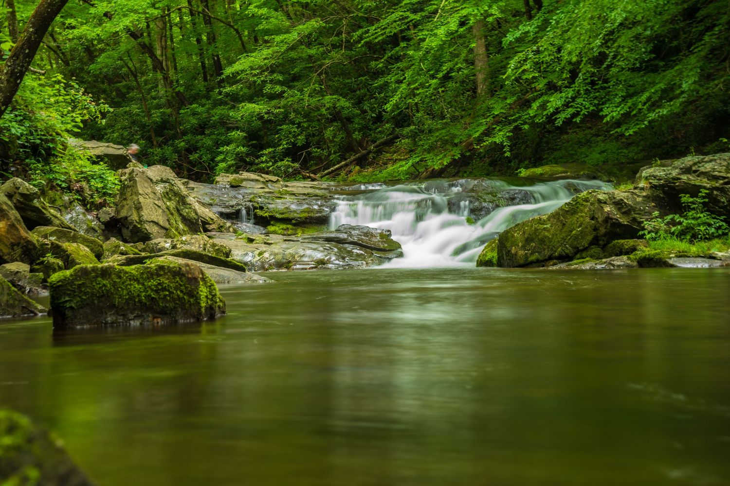 Lush green forest stream with mossy rocks and a cascading waterfall in a serene woodland setting.
